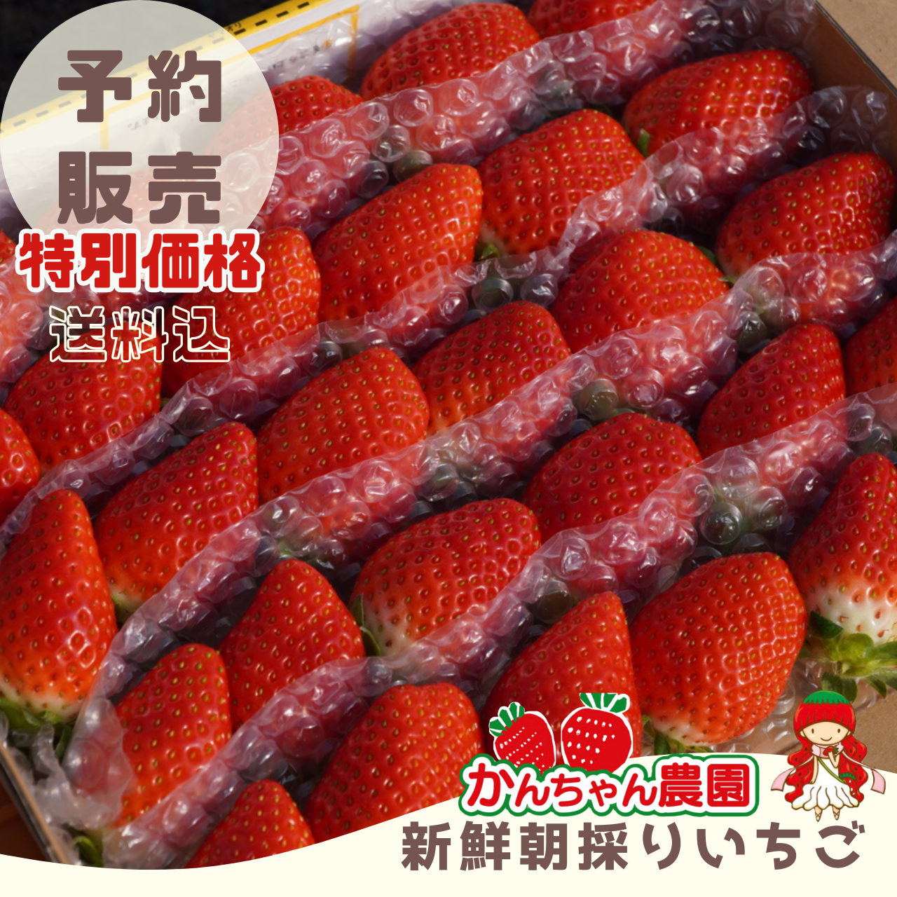 【予約販売】第一弾　1/3-1-20発送分　新鮮朝採りかんちゃん農園の甘いいちご